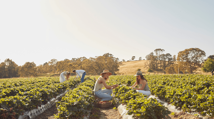 Beerenberg Farm — Hahndorf, Adelaide