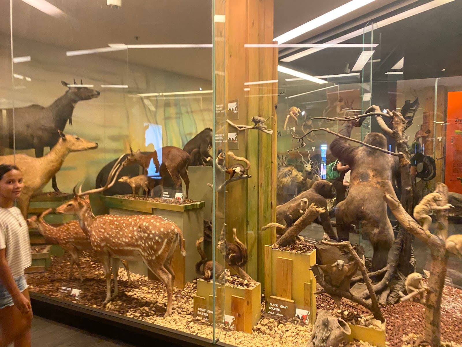Museum of Classical Archaeology — Mitcham, Adelaide