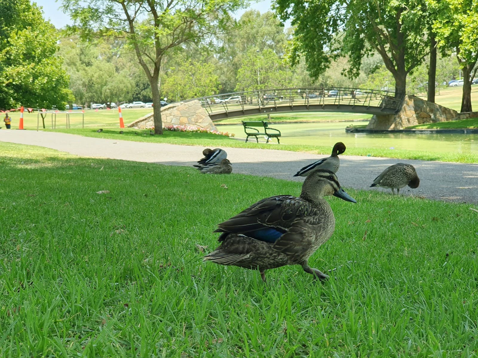 Rymill Park (Park 14) — North Adelaide, Adelaide