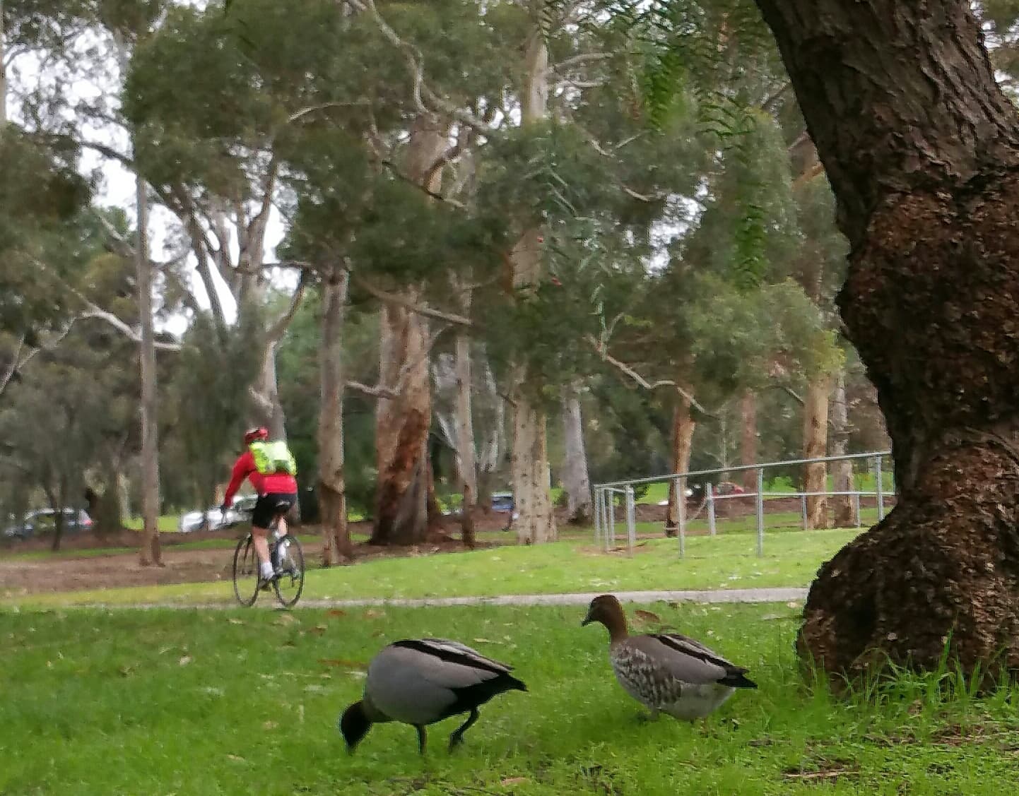 King Rodney Park (Park 15) — Adelaide CBD, Adelaide