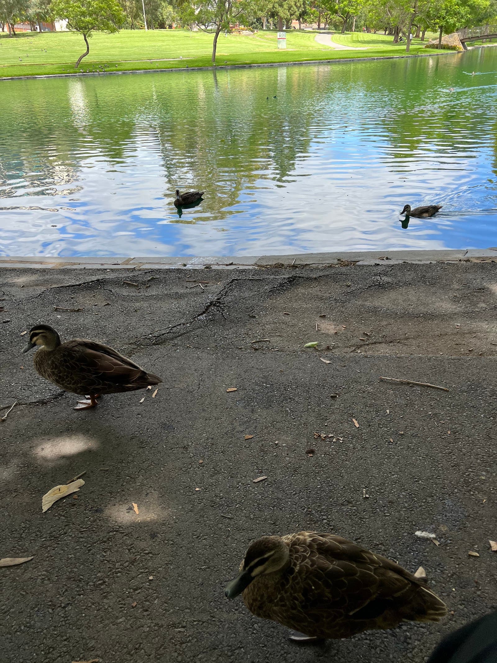 Rymill Park Lake — Adelaide CBD, Adelaide