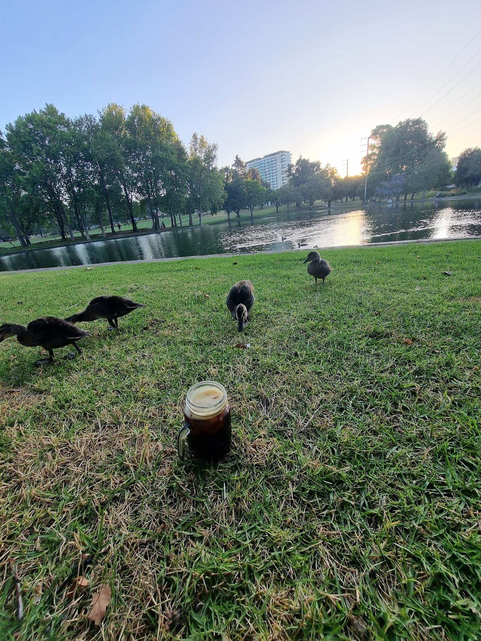 Rymill Park Lake — Adelaide CBD, Adelaide