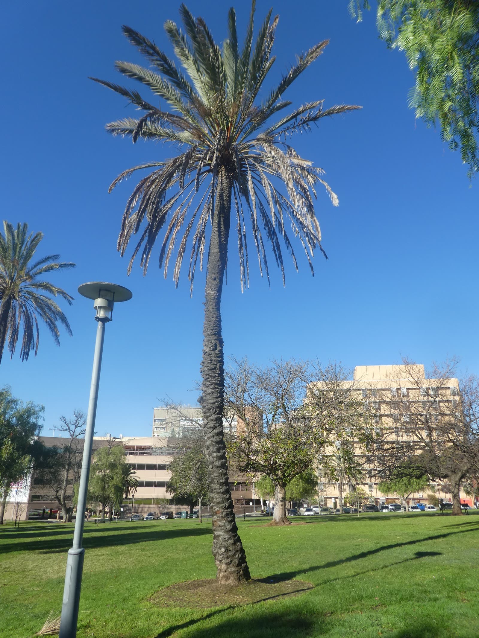 Peace Park — North Adelaide, Adelaide