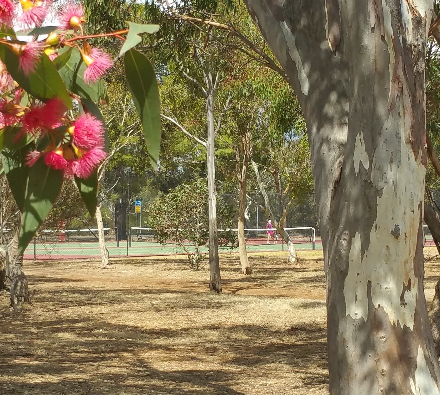 Denise Norton Park (Park 2) — North Adelaide, Adelaide