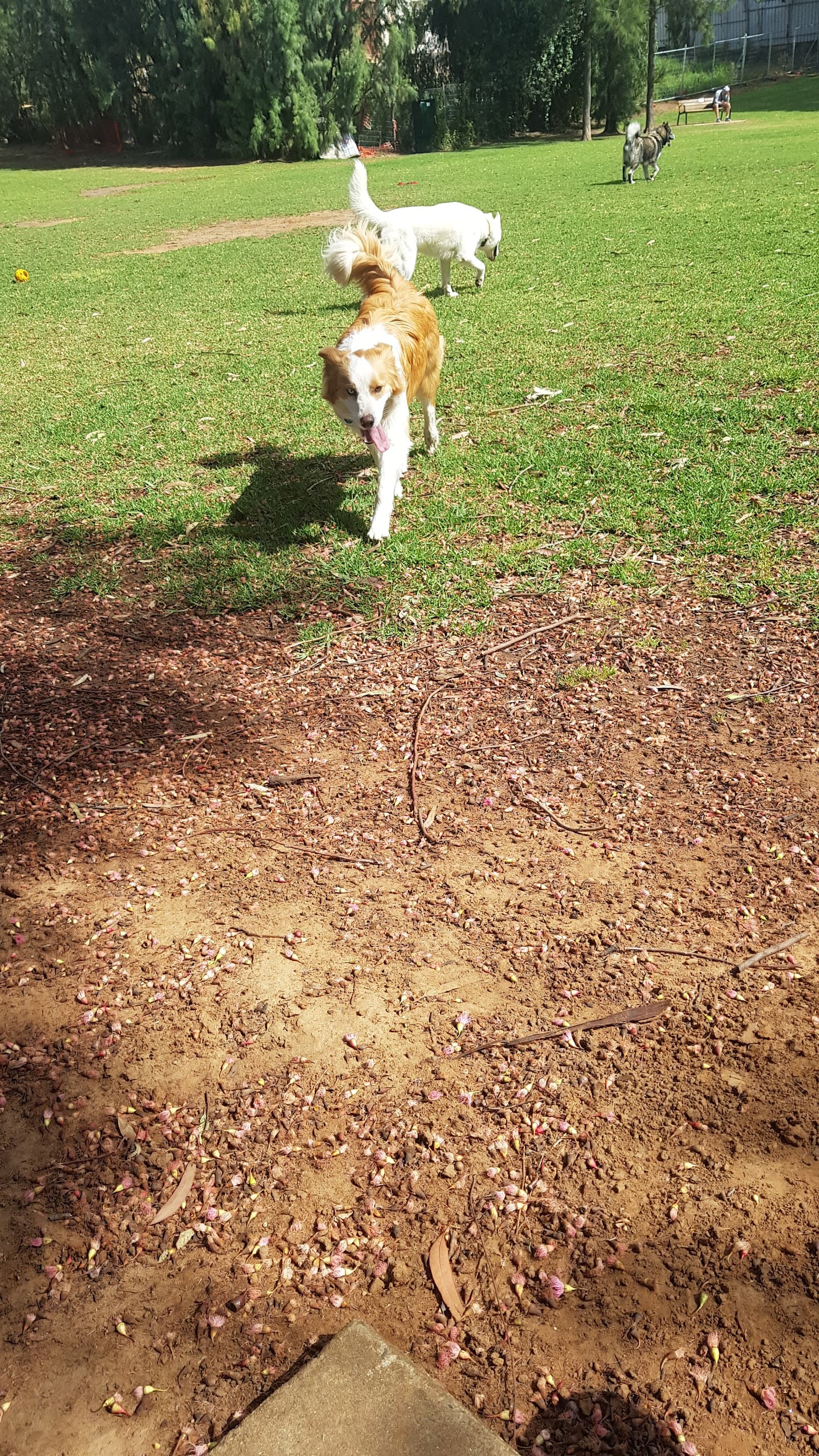 Hannaford Reserve — Norwood, Adelaide