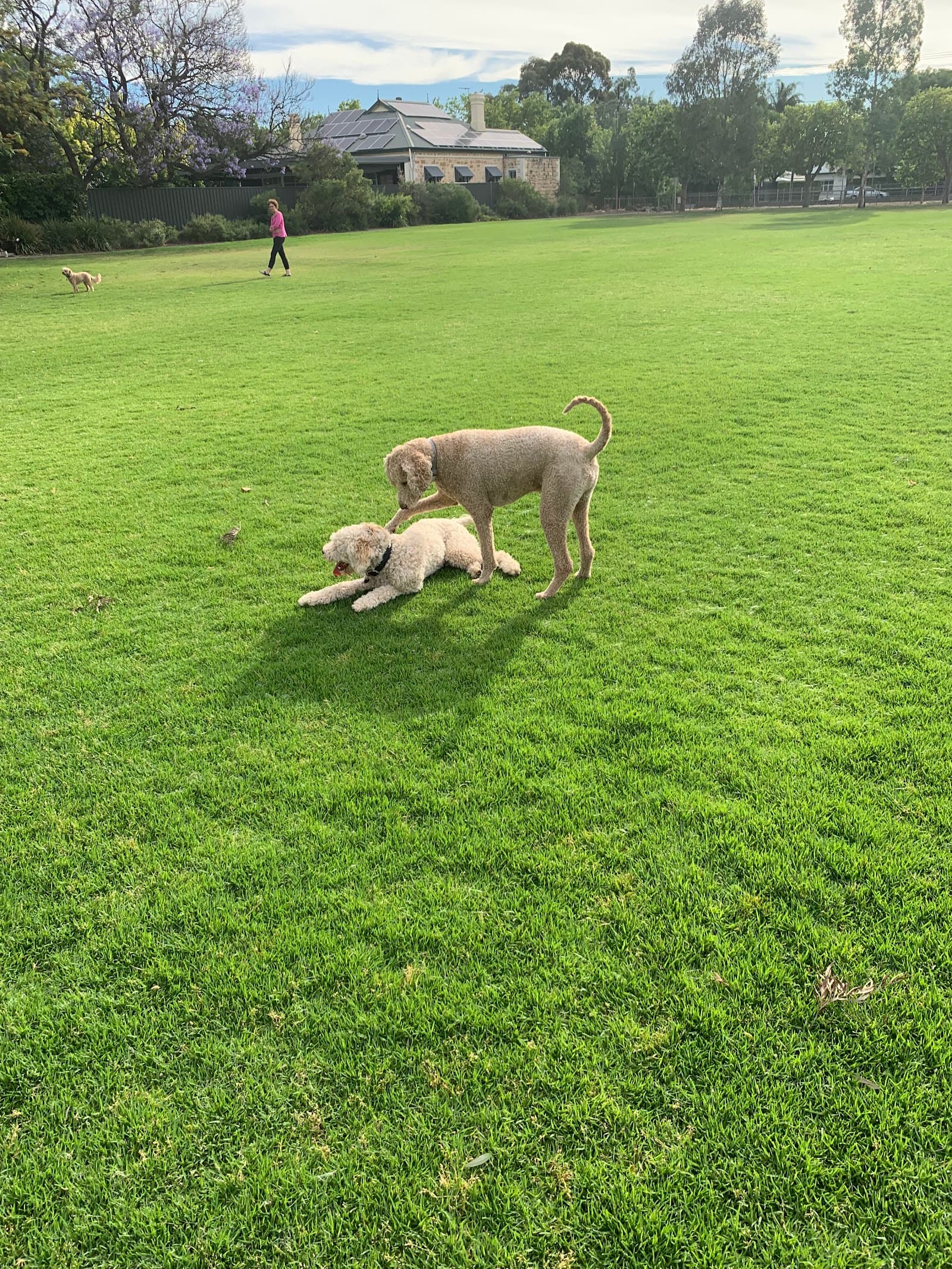 Orphanage Park — Mitcham, Adelaide