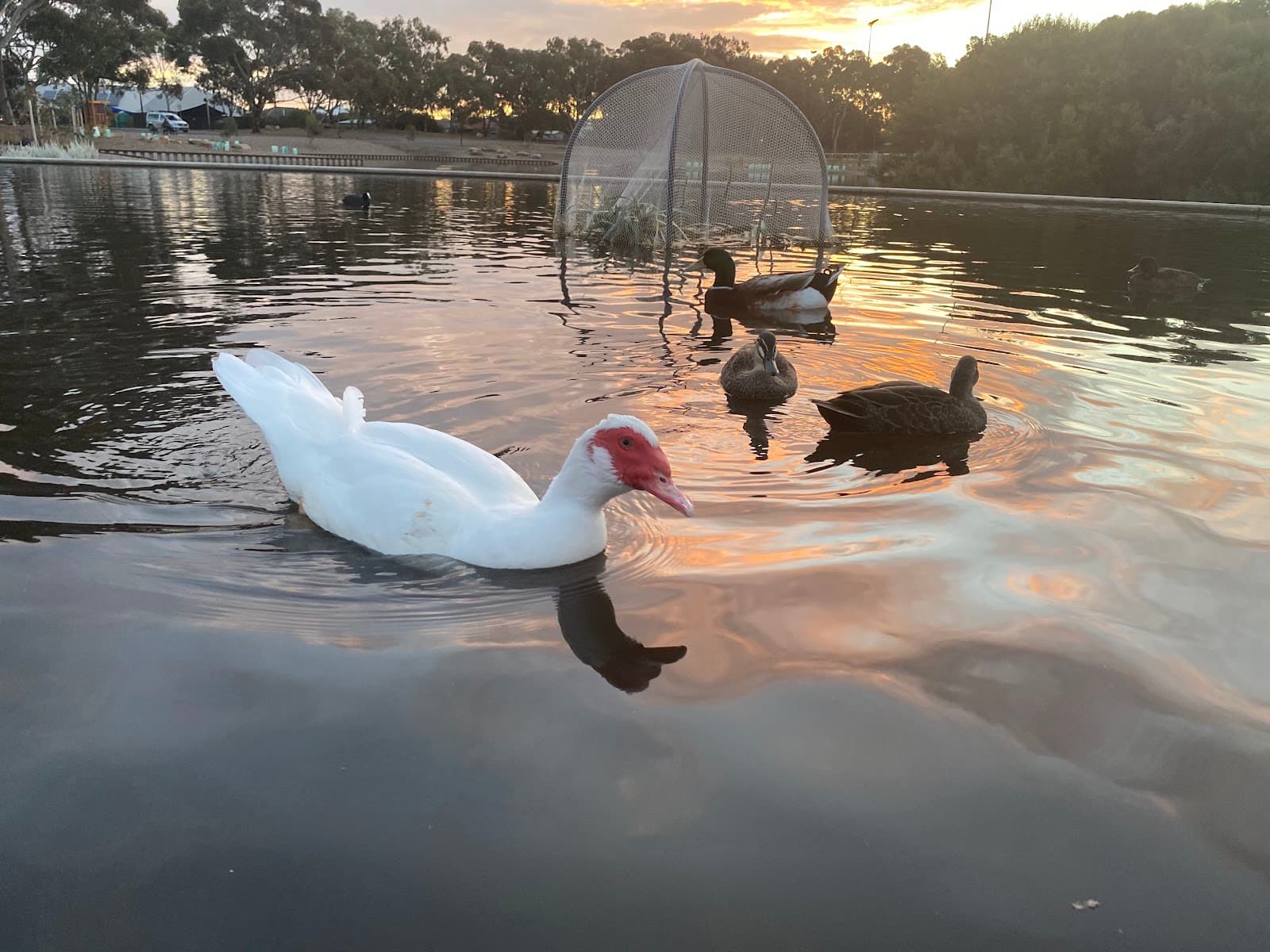 Apex Park — Henley Beach, Adelaide