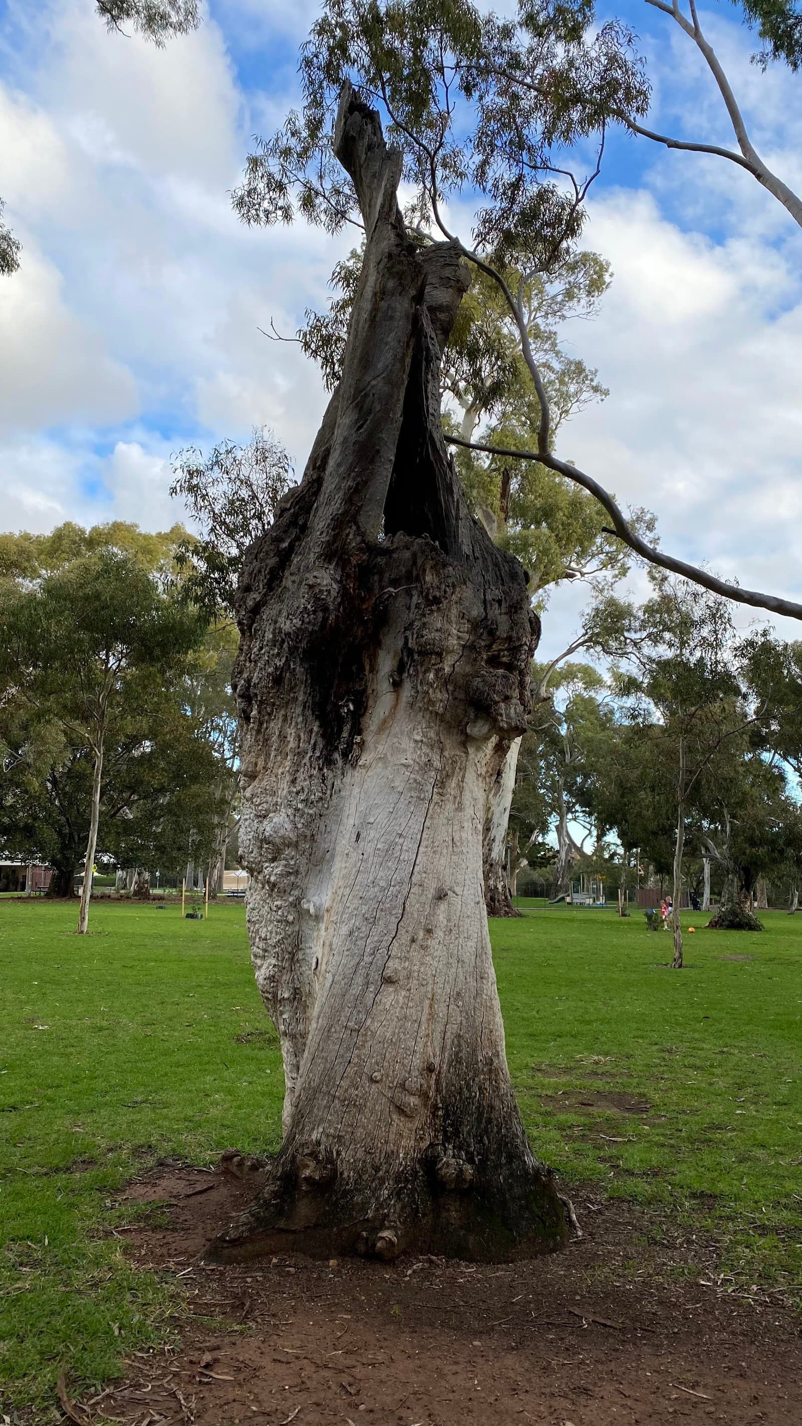 Wombat Waterhole Playground — Burnside, Adelaide