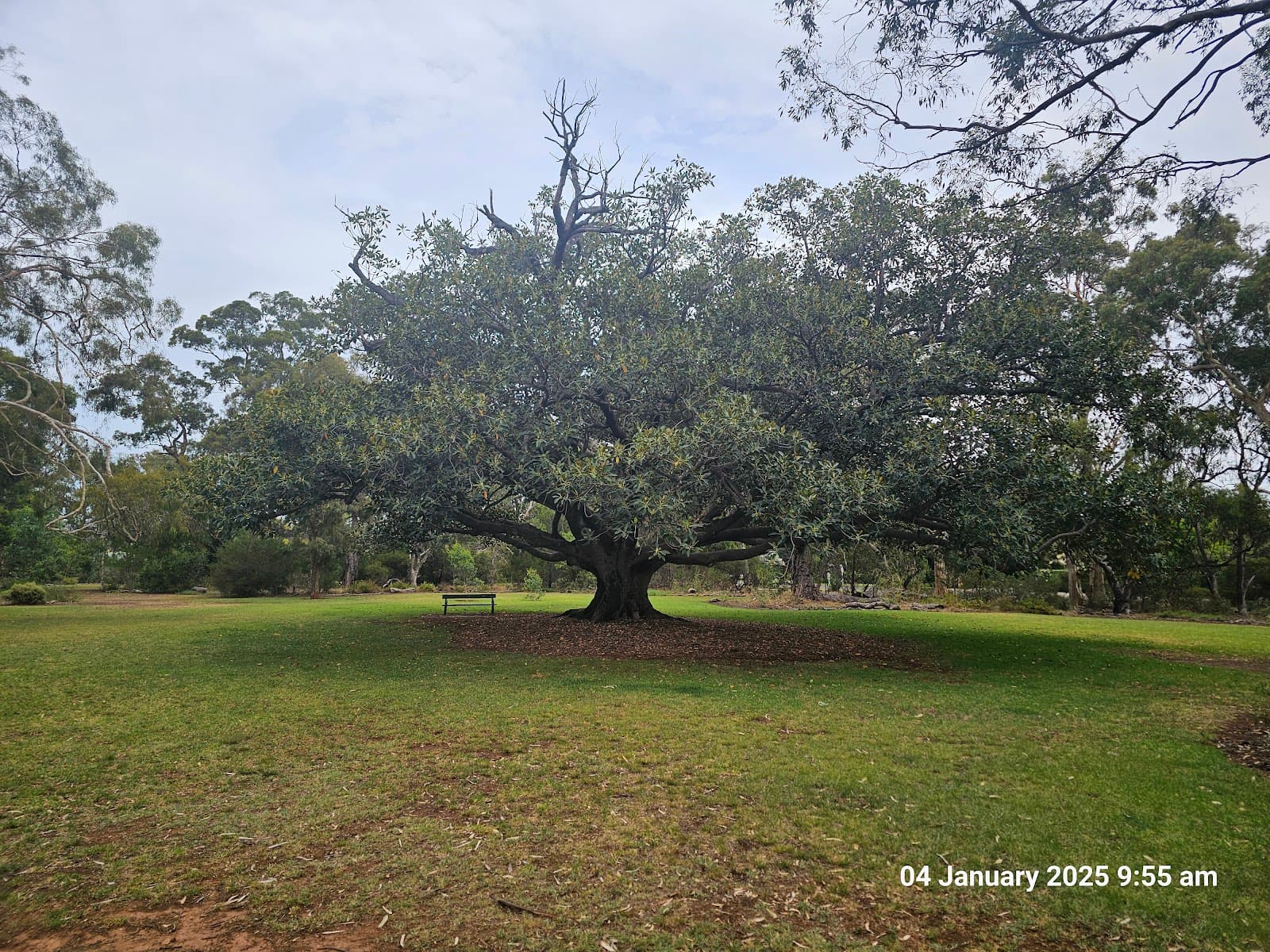Beaumont Common — Burnside, Adelaide