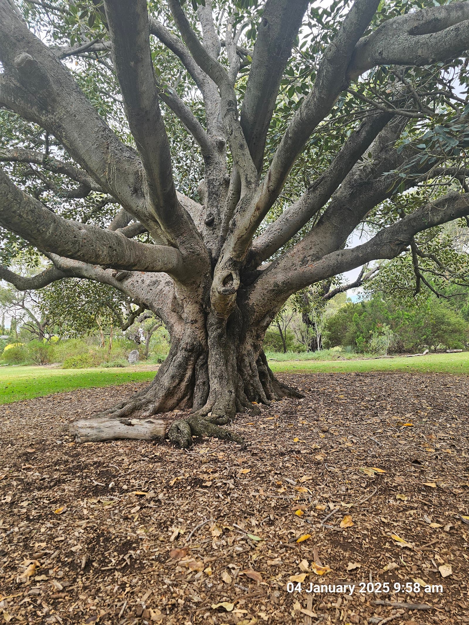 Beaumont Common — Burnside, Adelaide