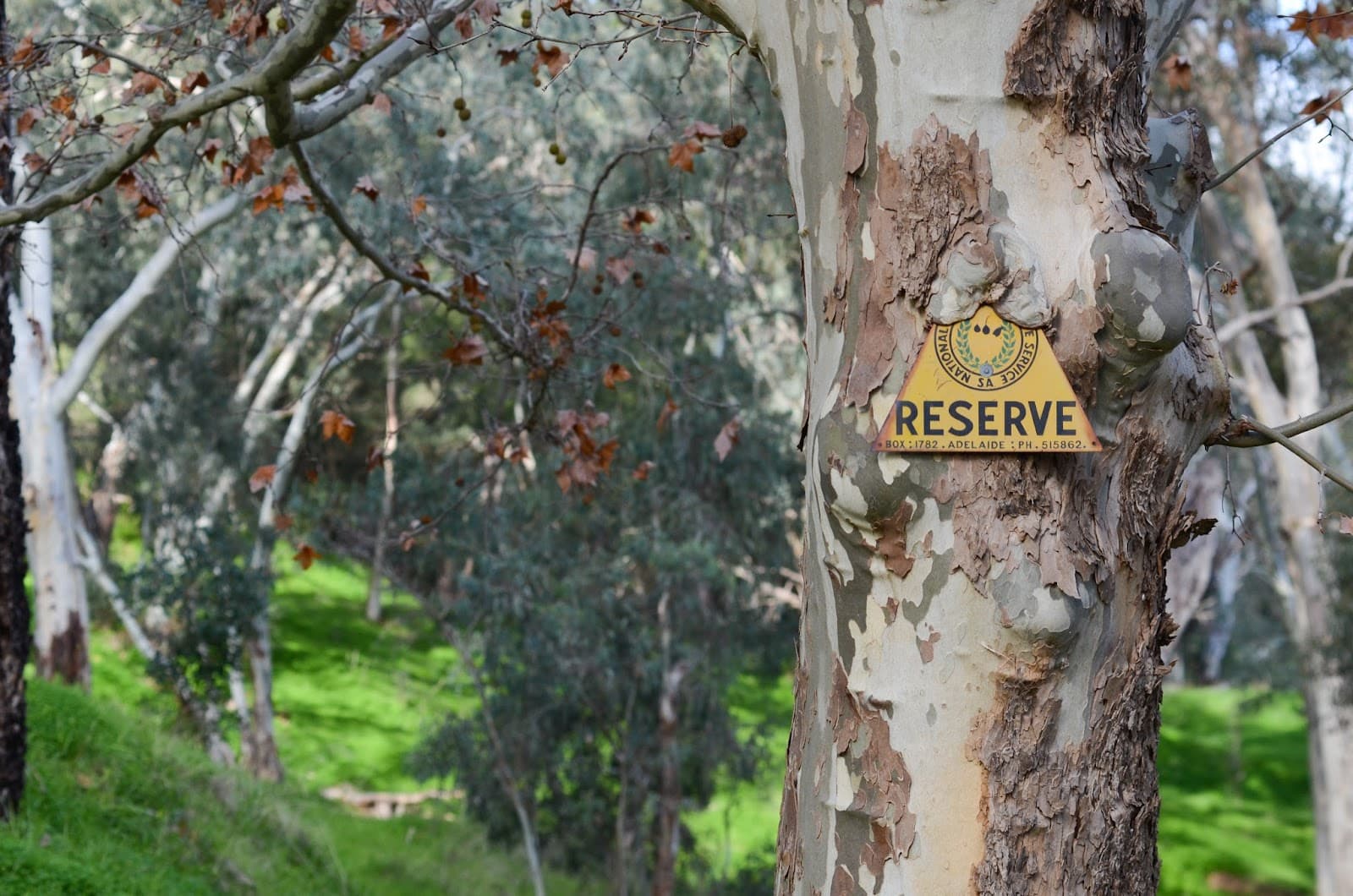 Brownhill Creek Recreation Park — Mitcham, Adelaide