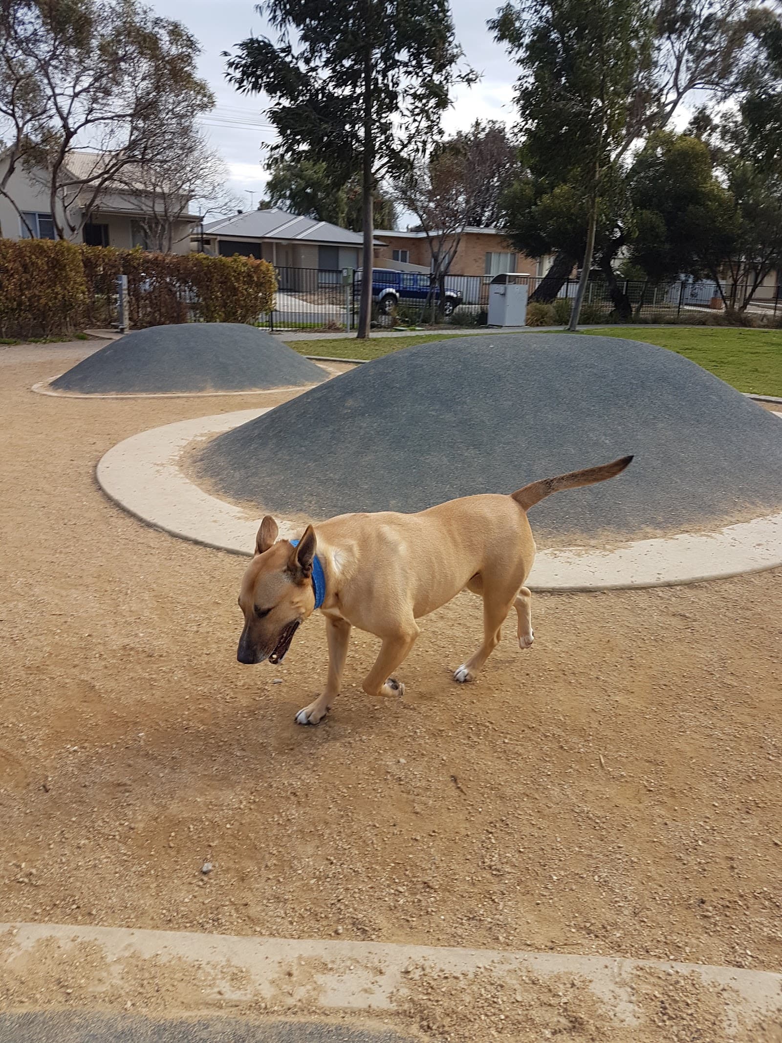 Adelaide Brighton Community Fenced Dog Park — Brighton, Adelaide