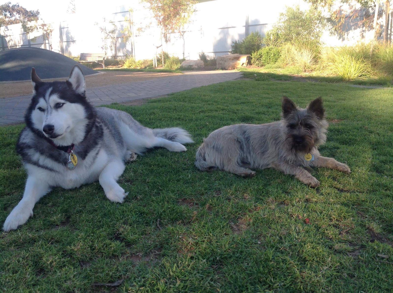 Adelaide Brighton Community Fenced Dog Park — Brighton, Adelaide