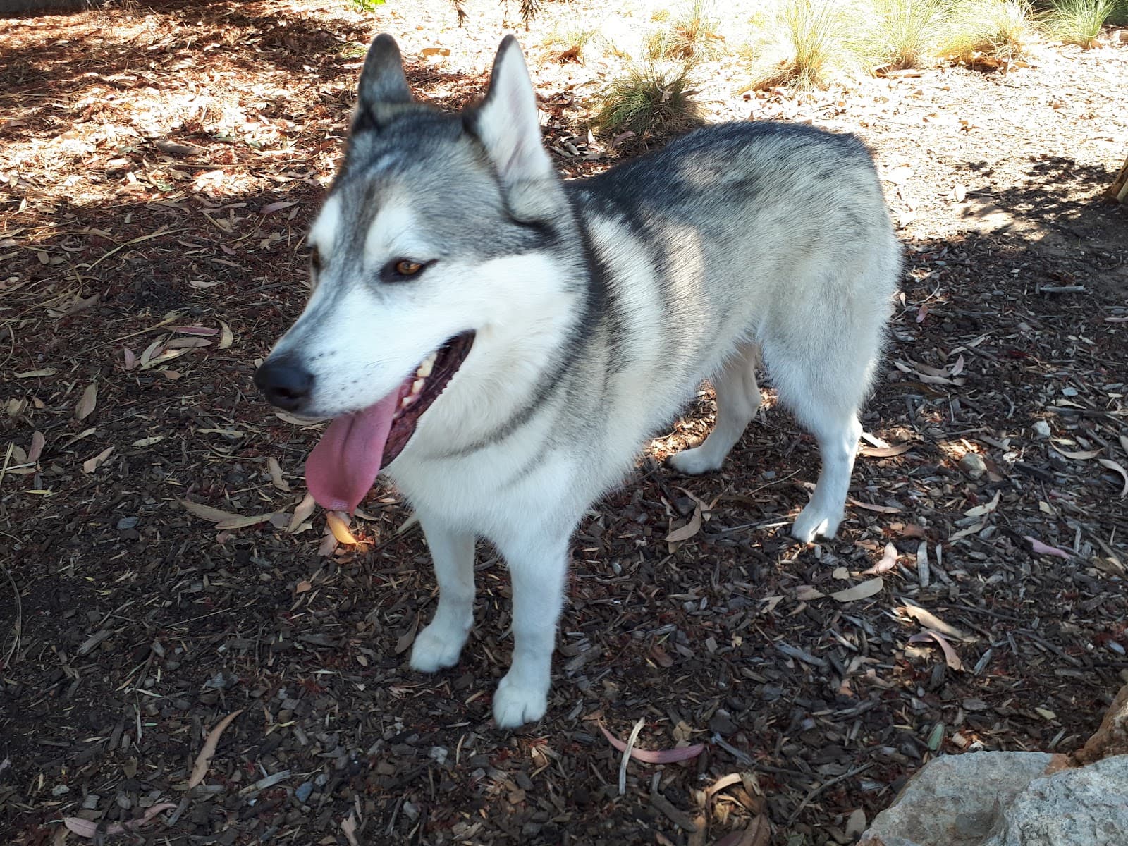 Adelaide Brighton Community Fenced Dog Park — Brighton, Adelaide