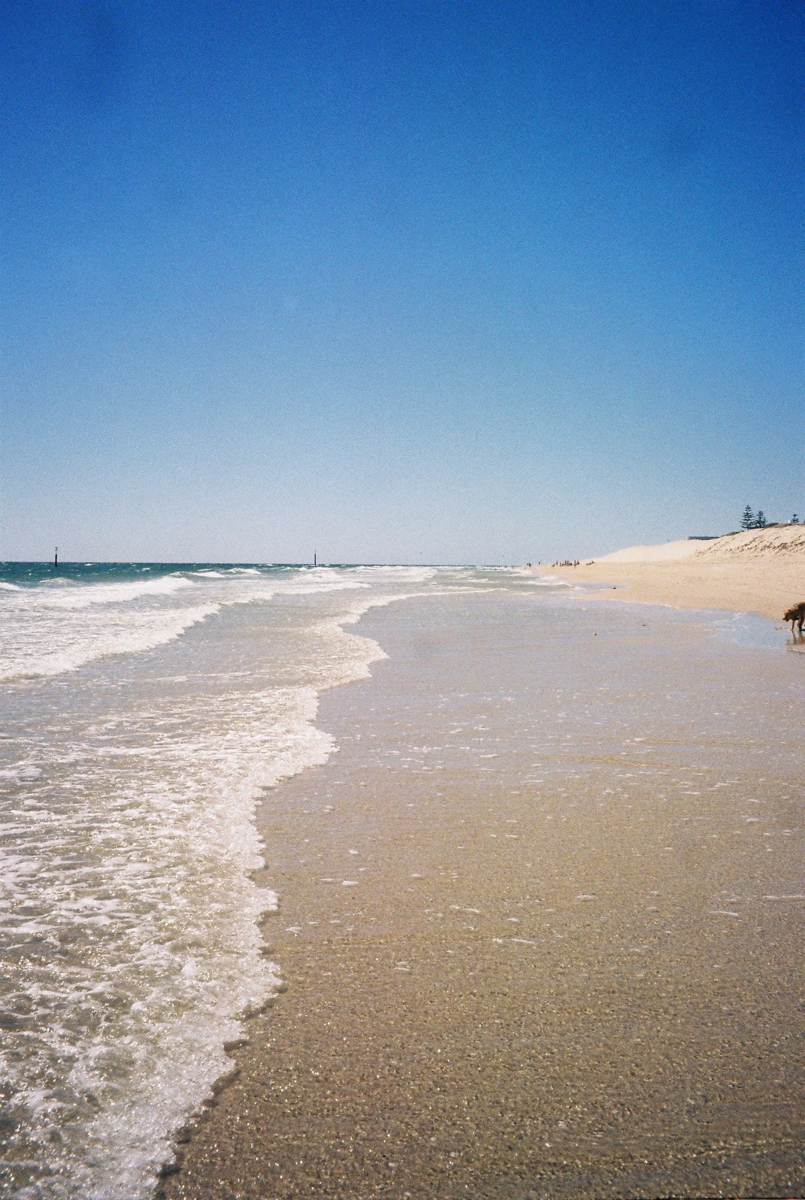 Glenelg North Dog-Friendly Beach — Norwood, Adelaide