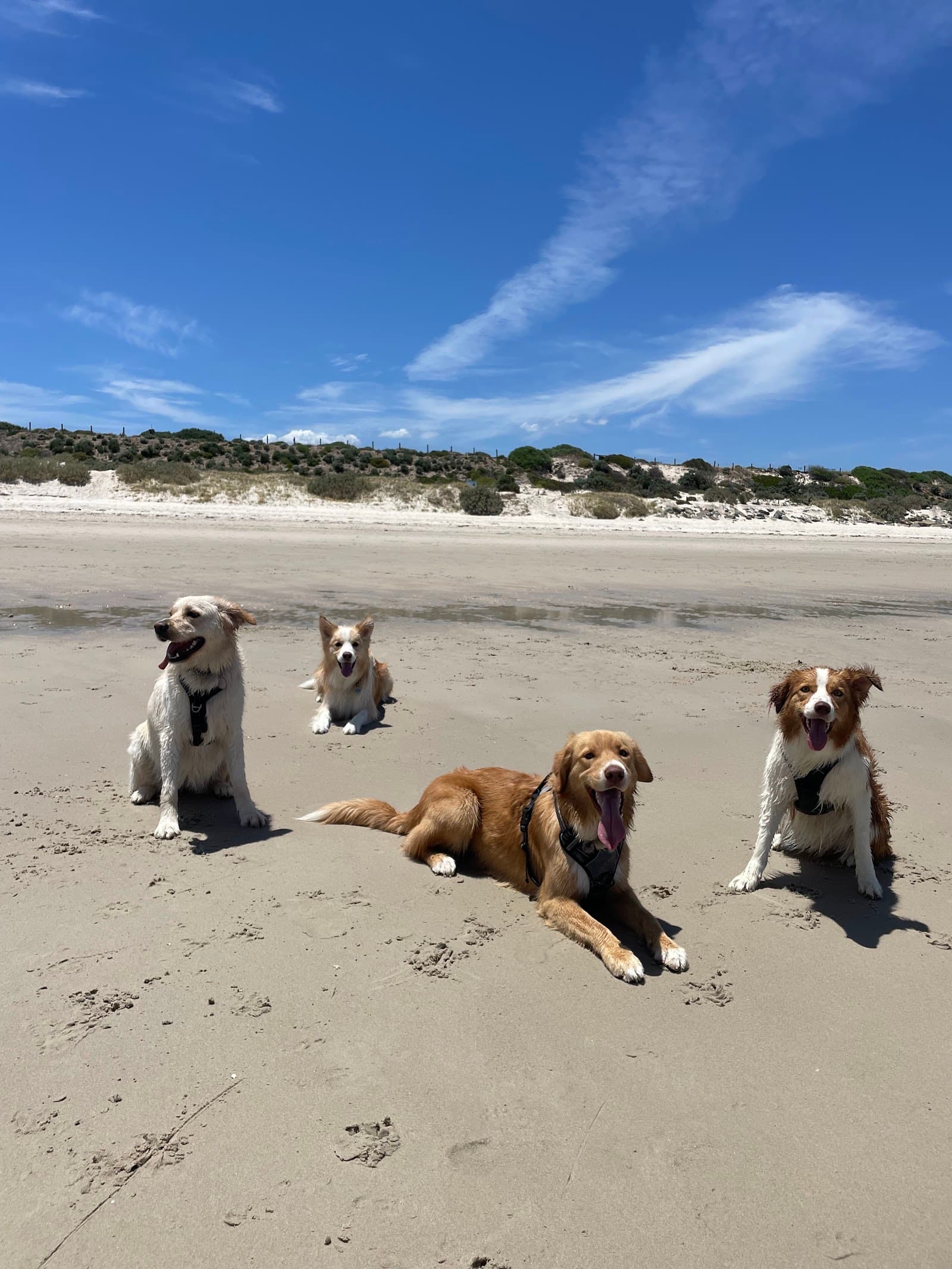 Glenelg North Dog-Friendly Beach — Norwood, Adelaide