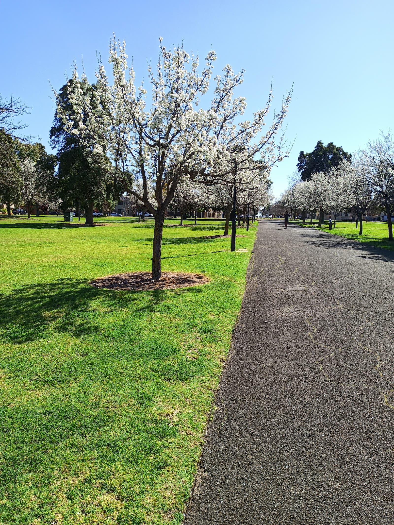 Wellington Square — North Adelaide, Adelaide