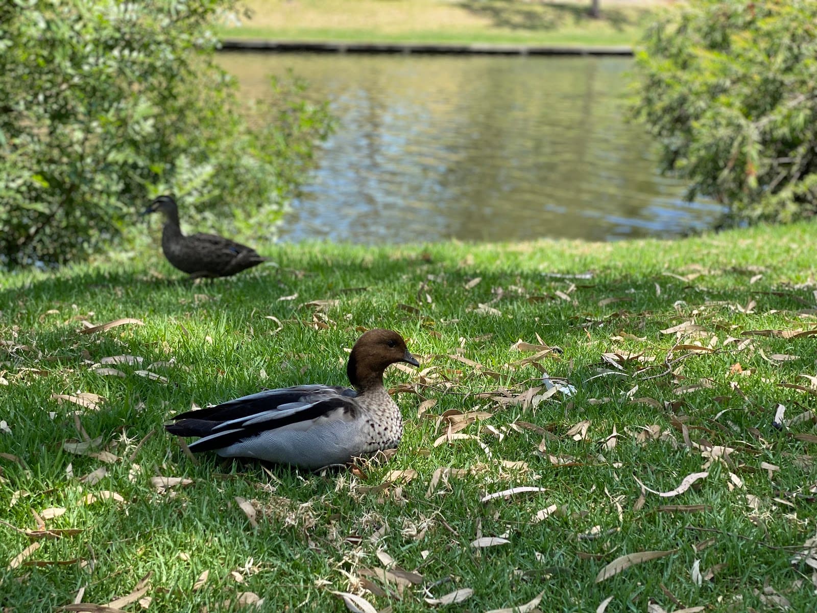 Grundy Gardens — North Adelaide, Adelaide