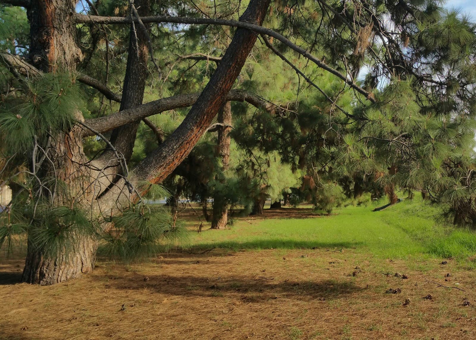 Reservoir Park (Park 4) — North Adelaide, Adelaide