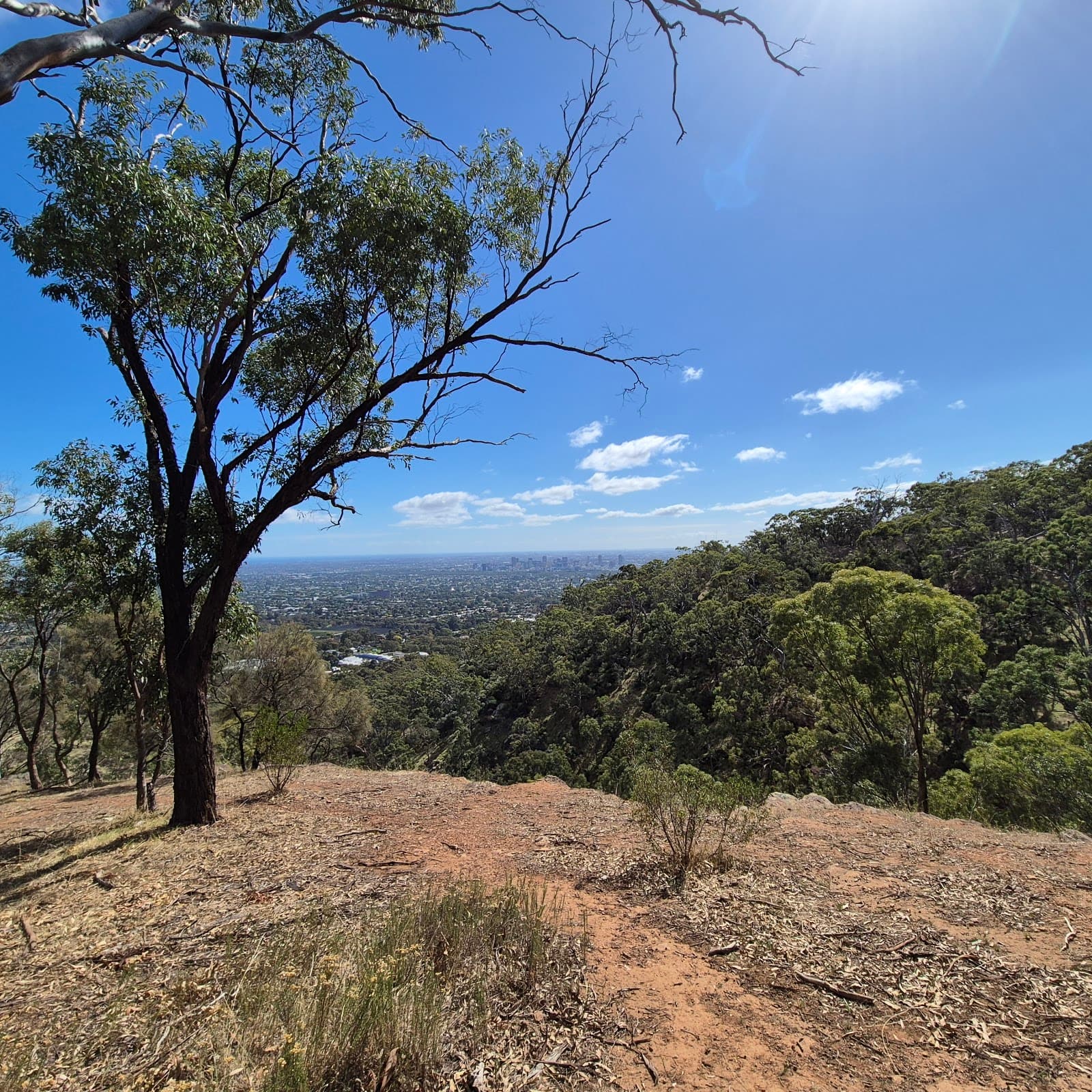 Waite Conservation Reserve — Mitcham, Adelaide