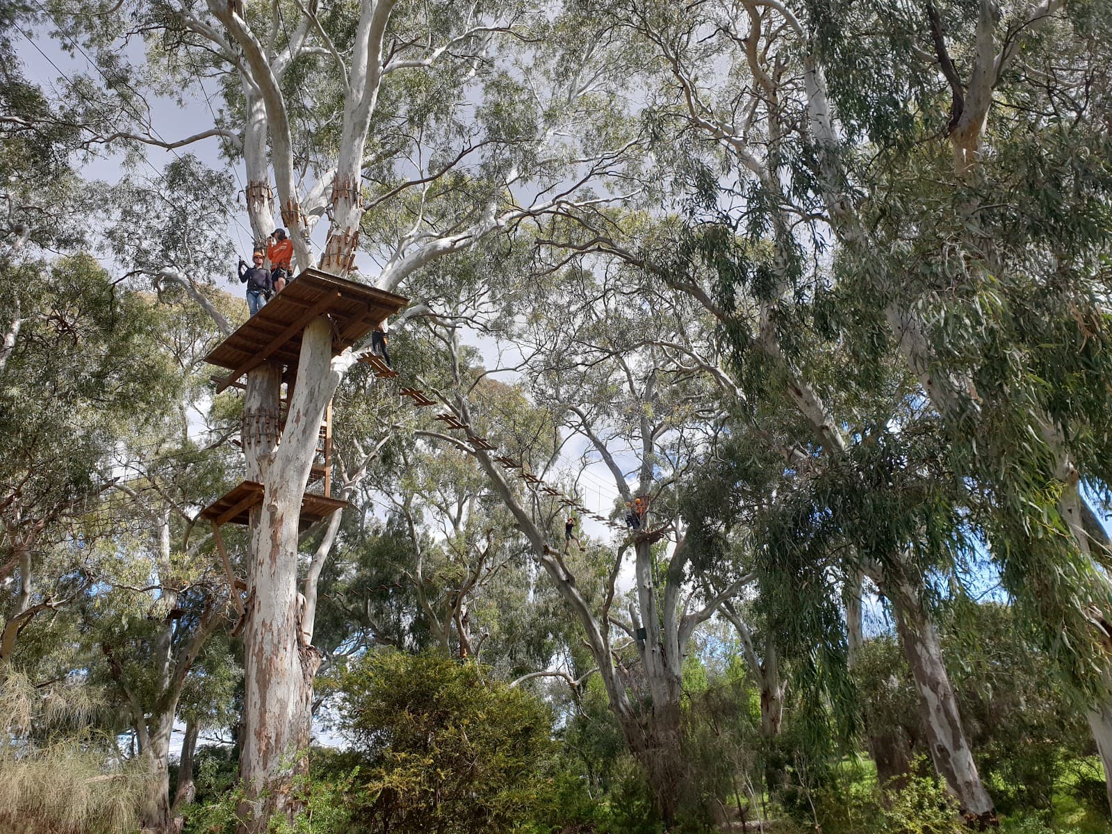 Blue Gum Park (Park 20) — Unley, Adelaide