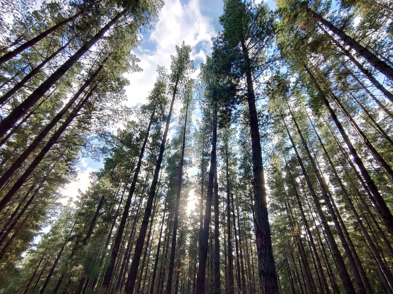 Prospect Hill Forest — Prospect, Adelaide