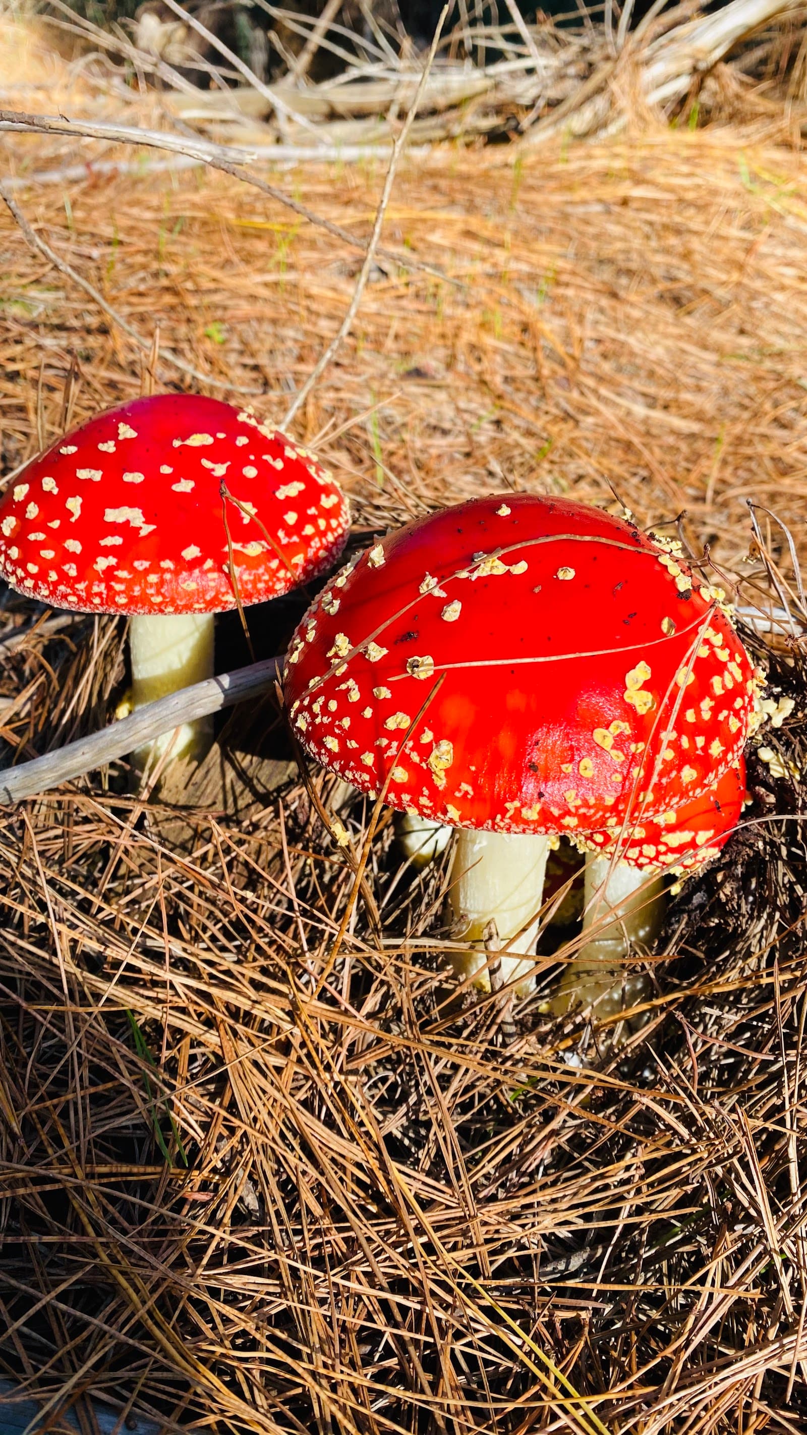 Prospect Hill Forest — Prospect, Adelaide