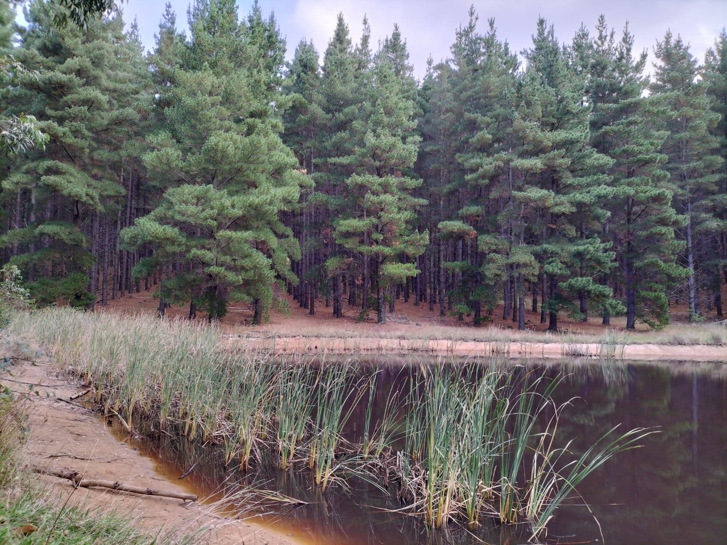 Prospect Hill Forest — Prospect, Adelaide