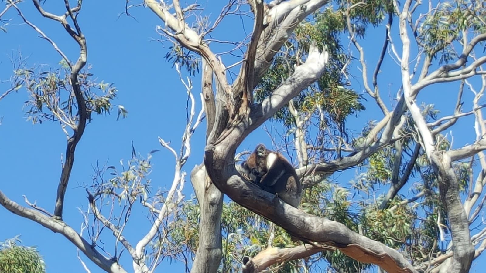 Greenhill Recreation Park — Burnside, Adelaide