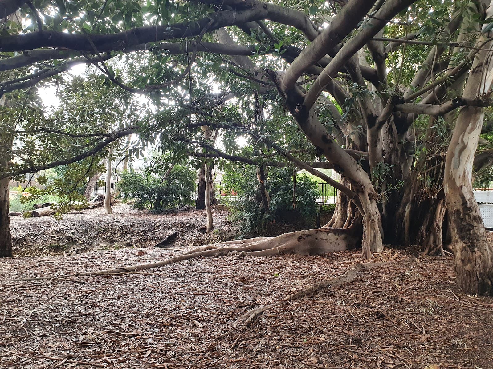 Harris Reserve — Burnside, Adelaide