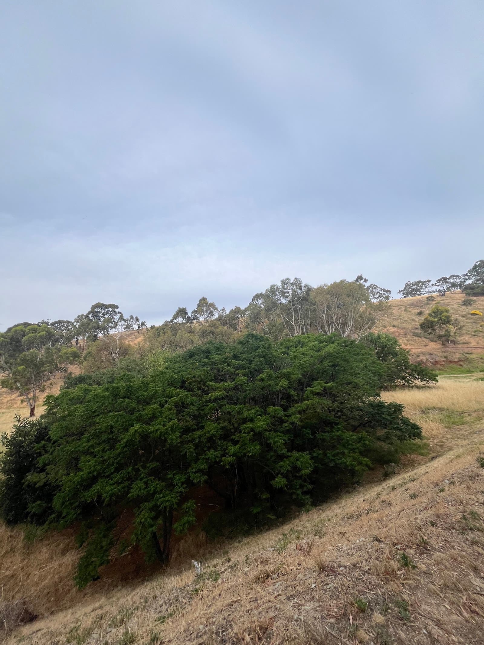 Mt Osmond Track — Burnside, Adelaide