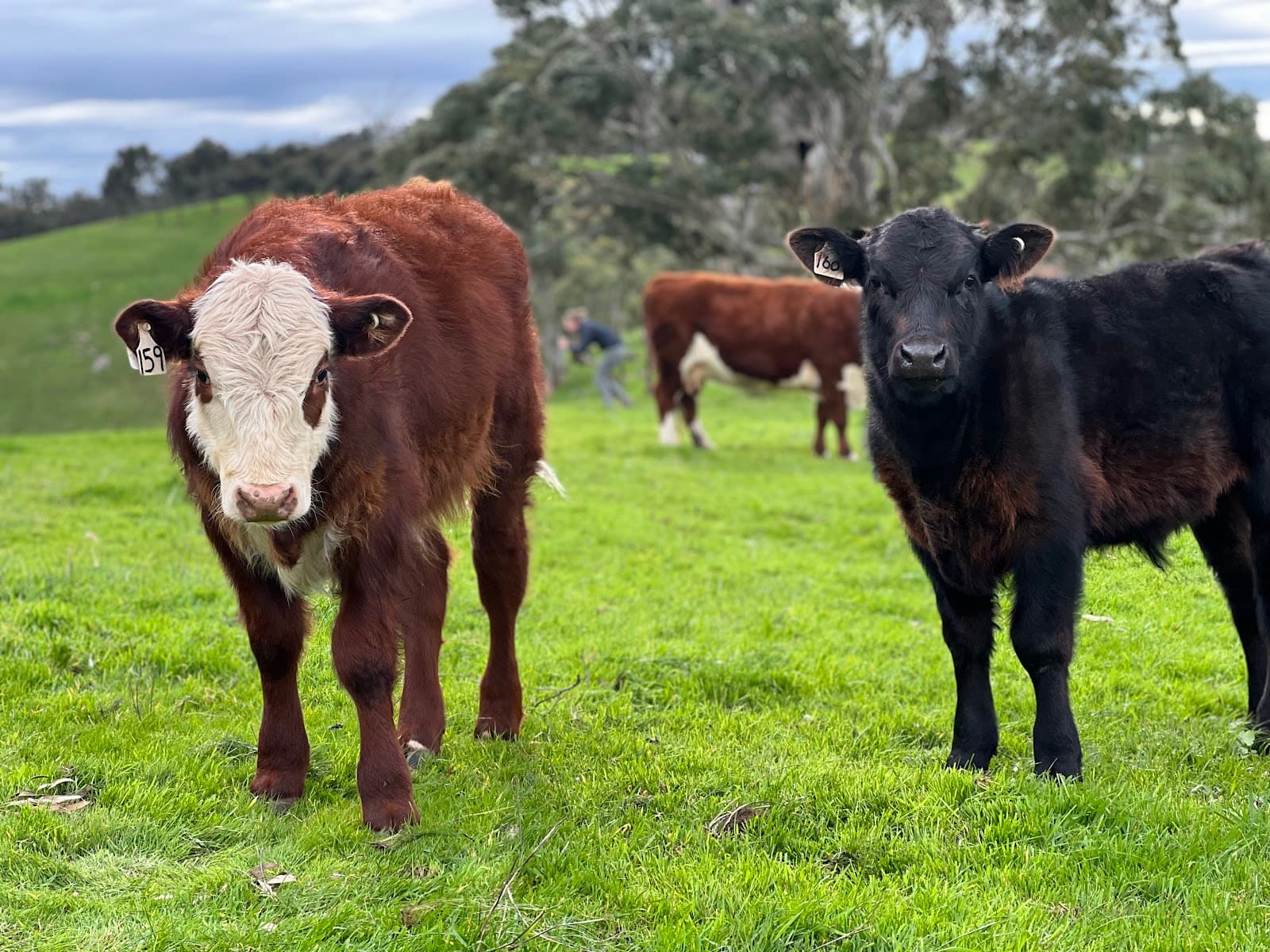 Brown Hill Track — Mitcham, Adelaide