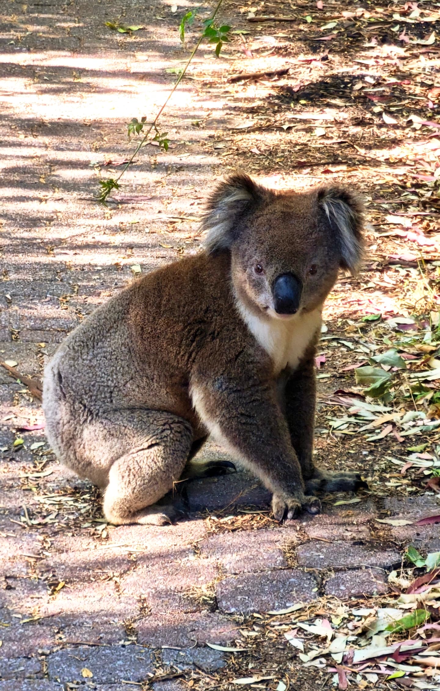 Ashby Reserve — Mitcham, Adelaide
