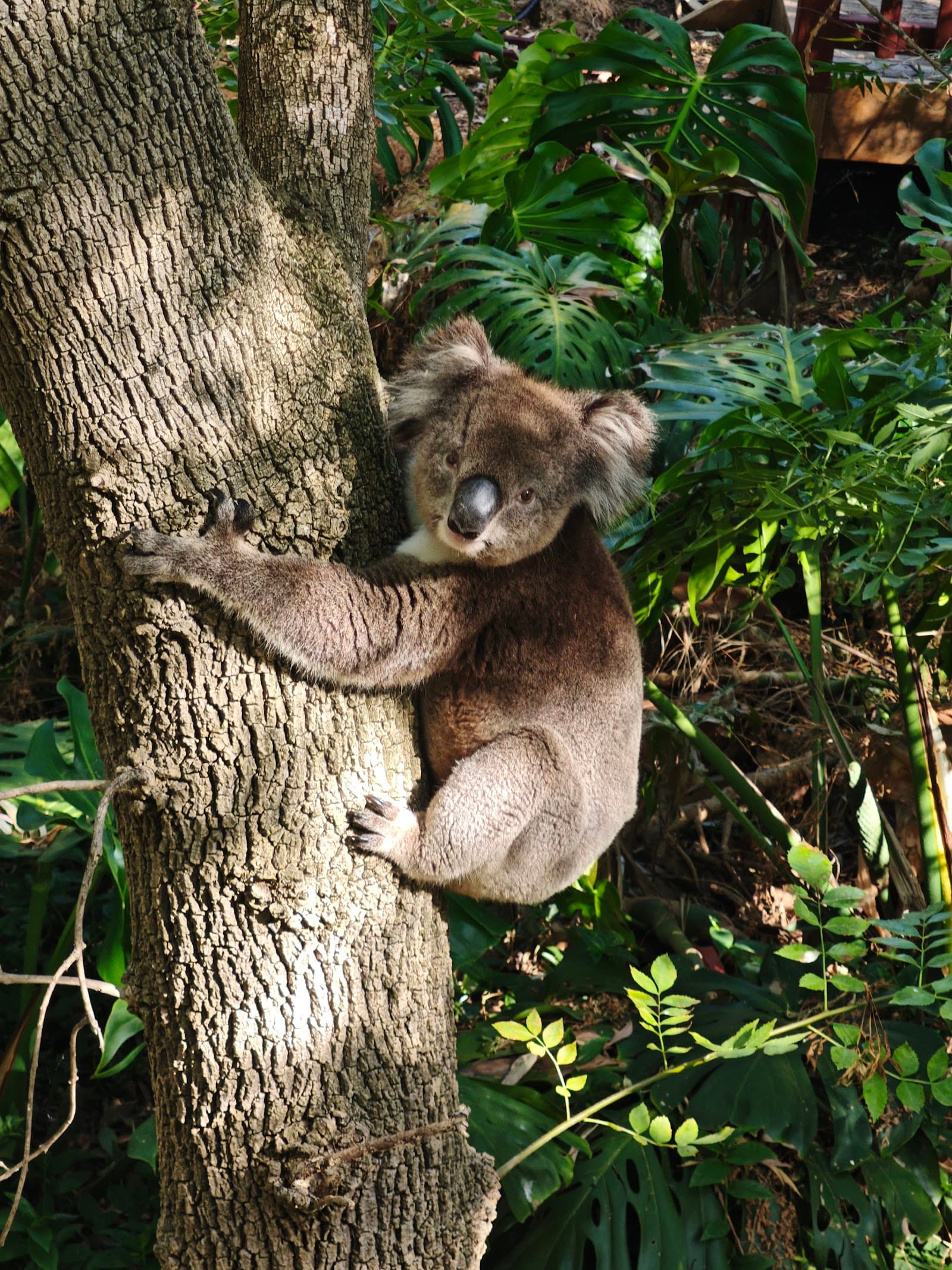 Ashby Reserve — Blackwood, Adelaide