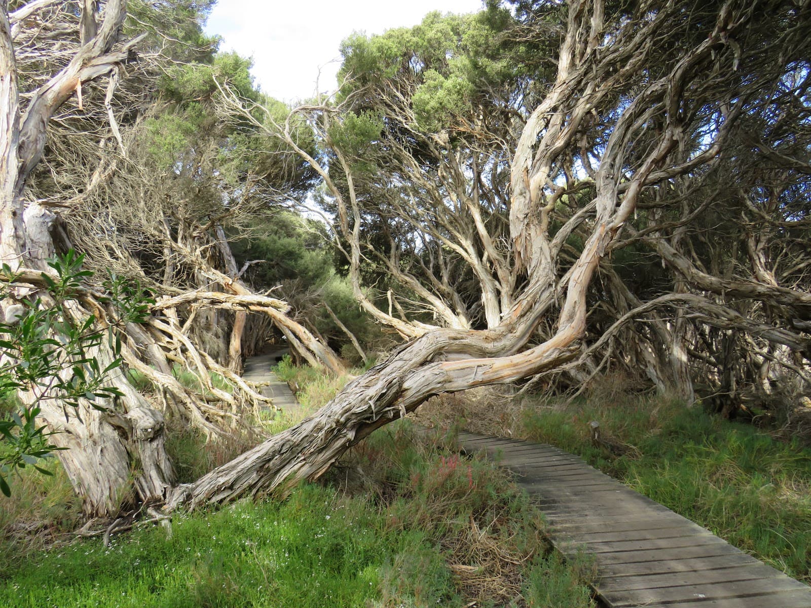Hindmarsh River Estuary — Hindmarsh, Adelaide