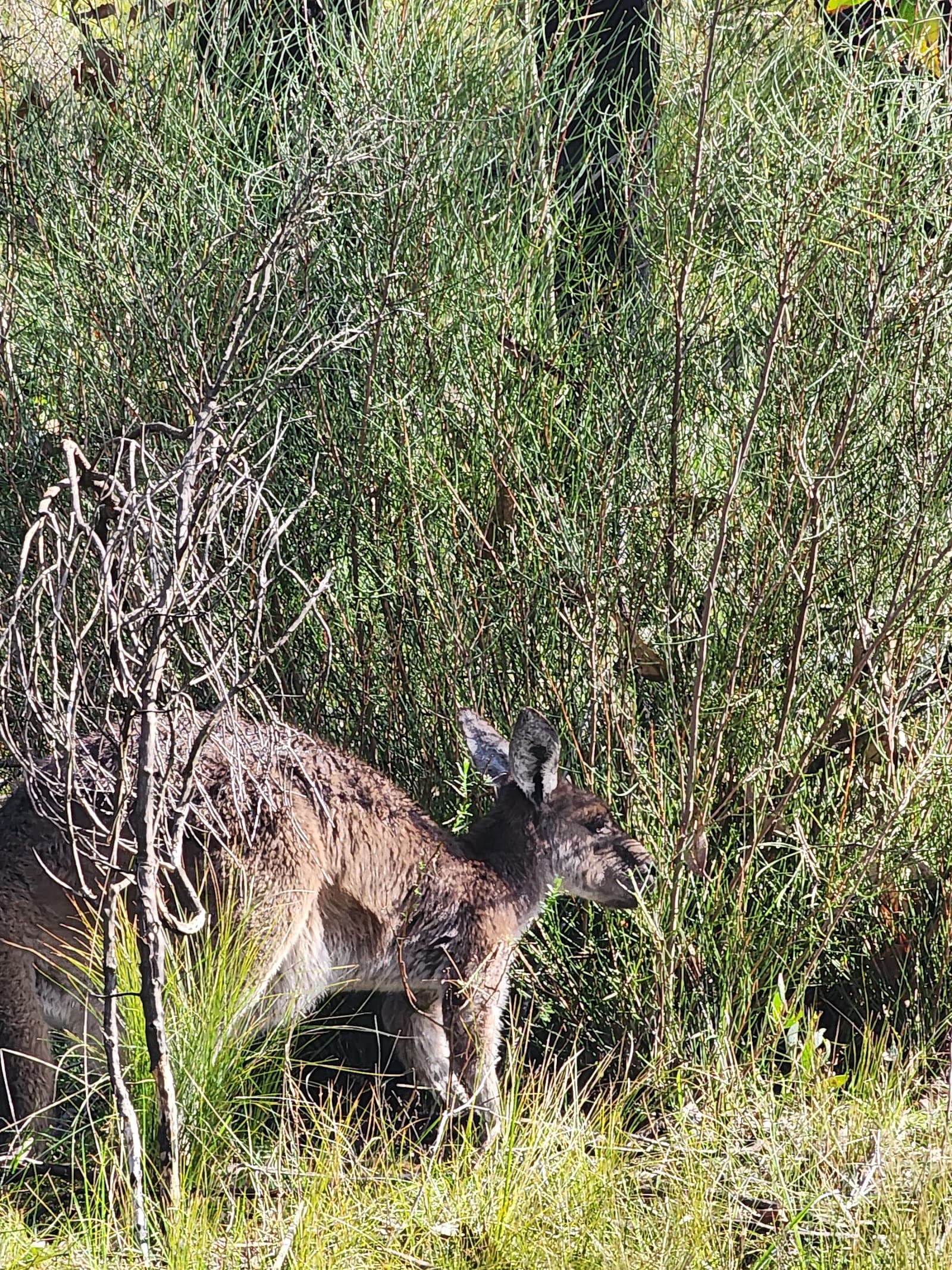 Mylor Conservation Park — Hahndorf, Adelaide