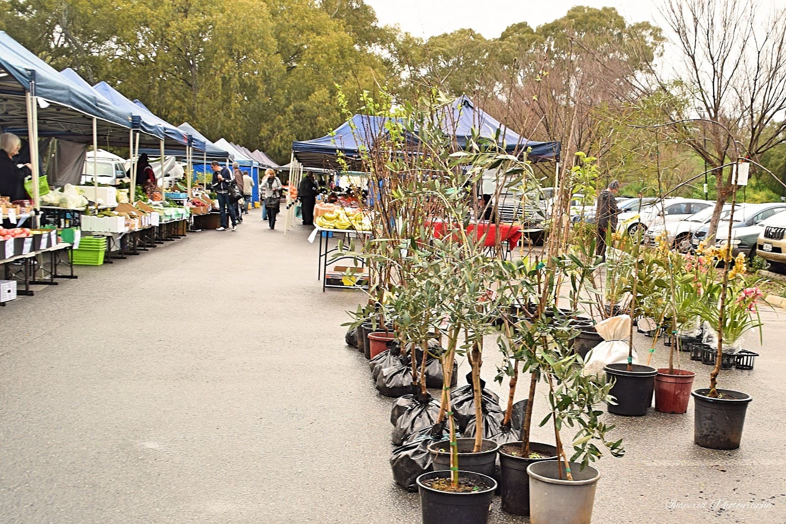 Old Spot Markets — Salisbury Heights, Adelaide