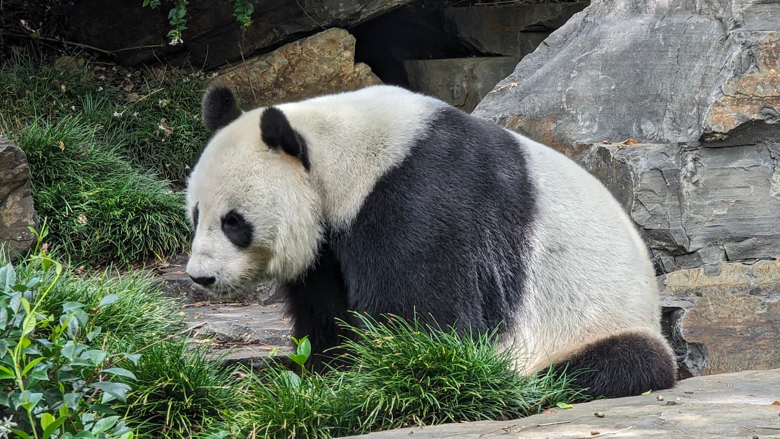 Adelaide Zoo — Hindmarsh, Adelaide