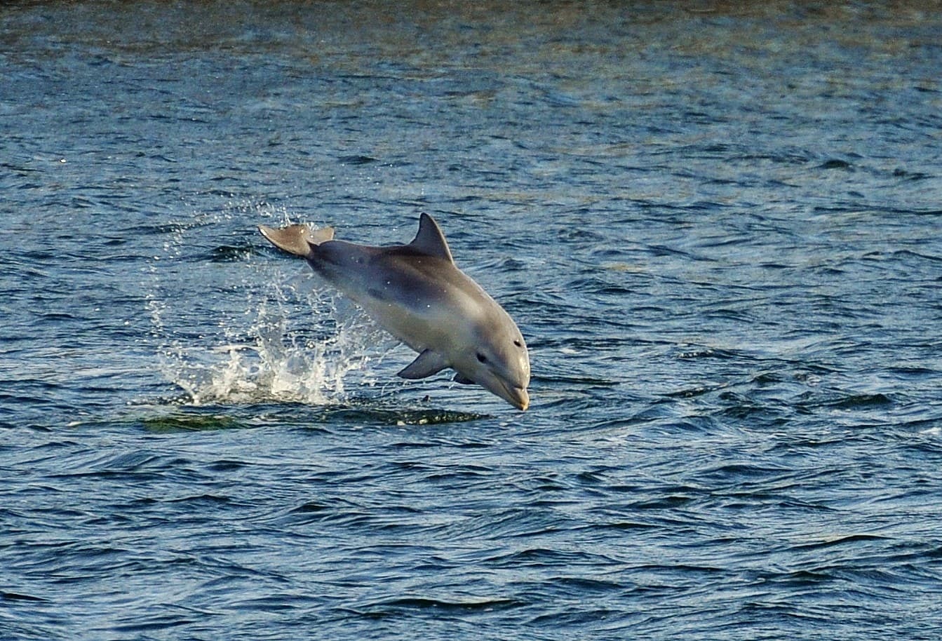 Adelaide Dolphin Sanctuary — Port Adelaide, Adelaide