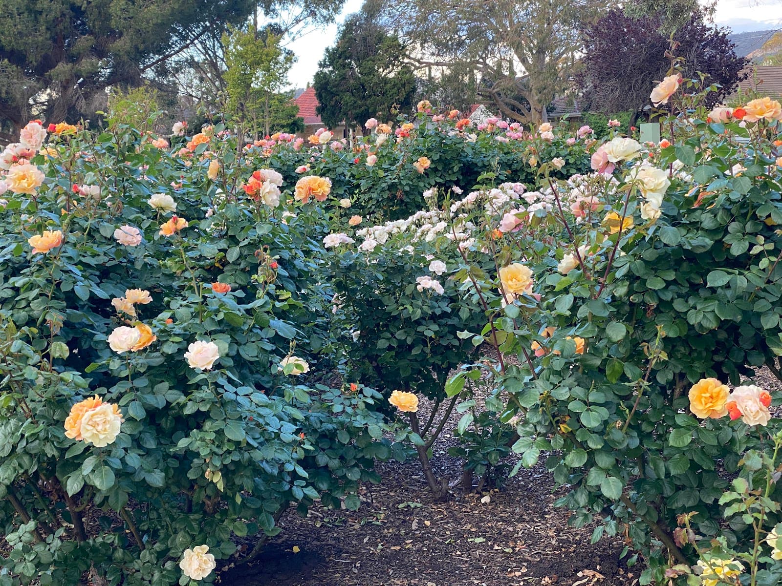 Austral Park — Burnside, Adelaide