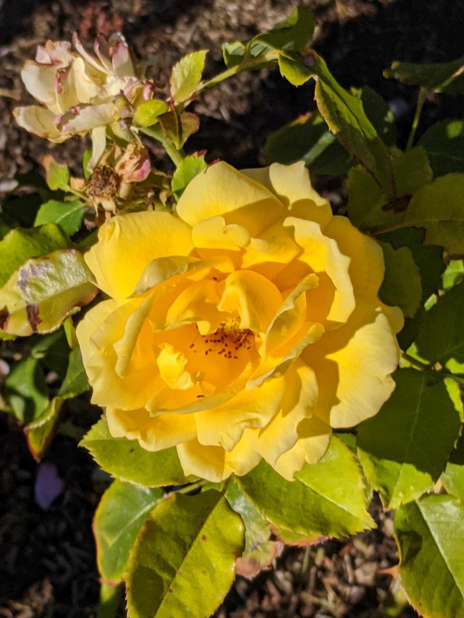 Austral Park — Burnside, Adelaide