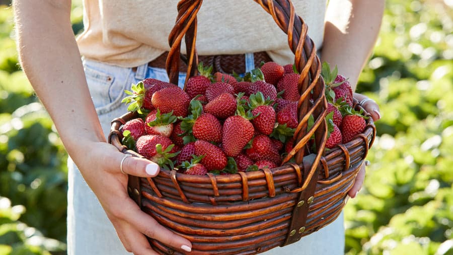 Beerenberg Farm