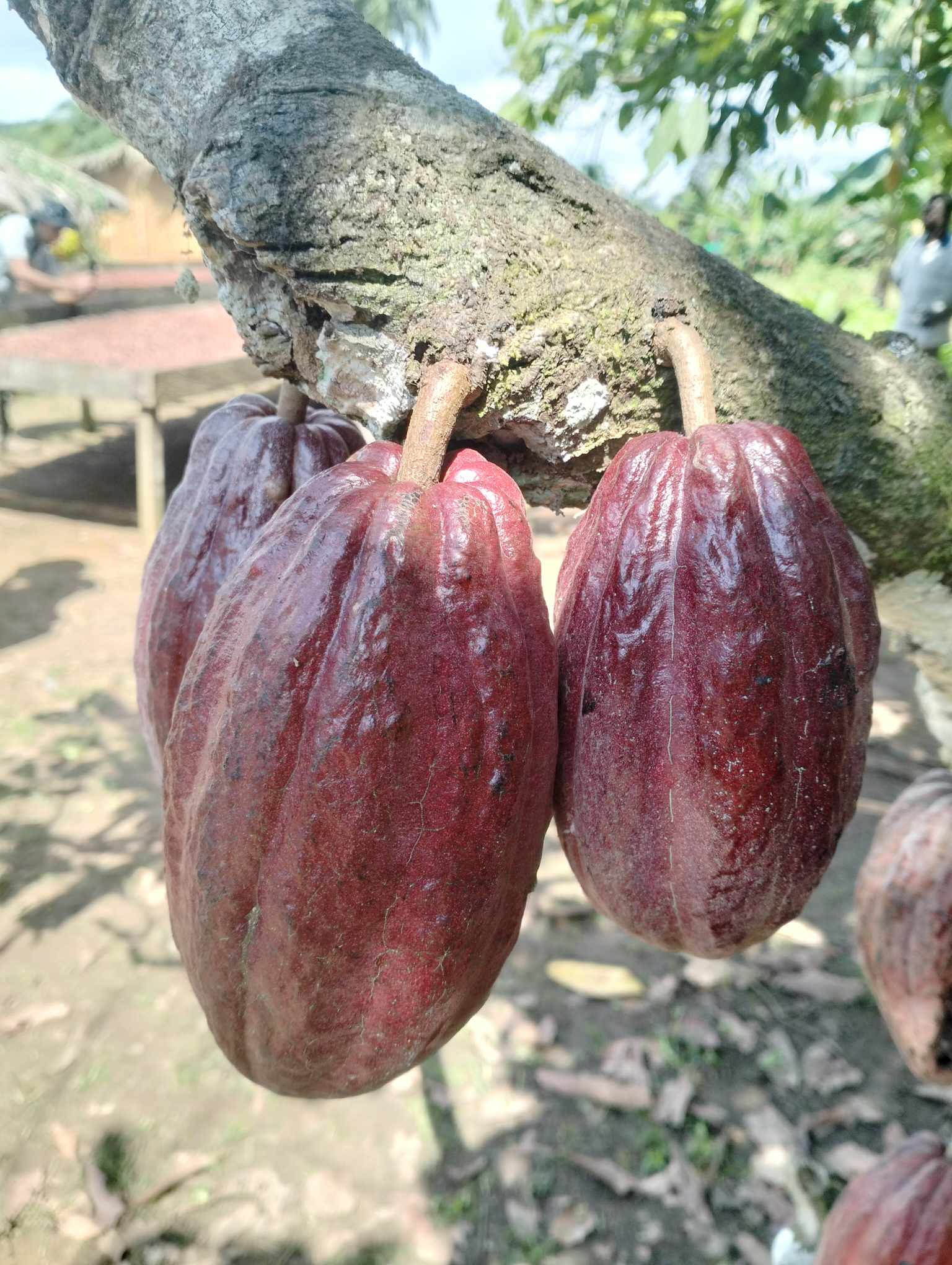 Red Cacao