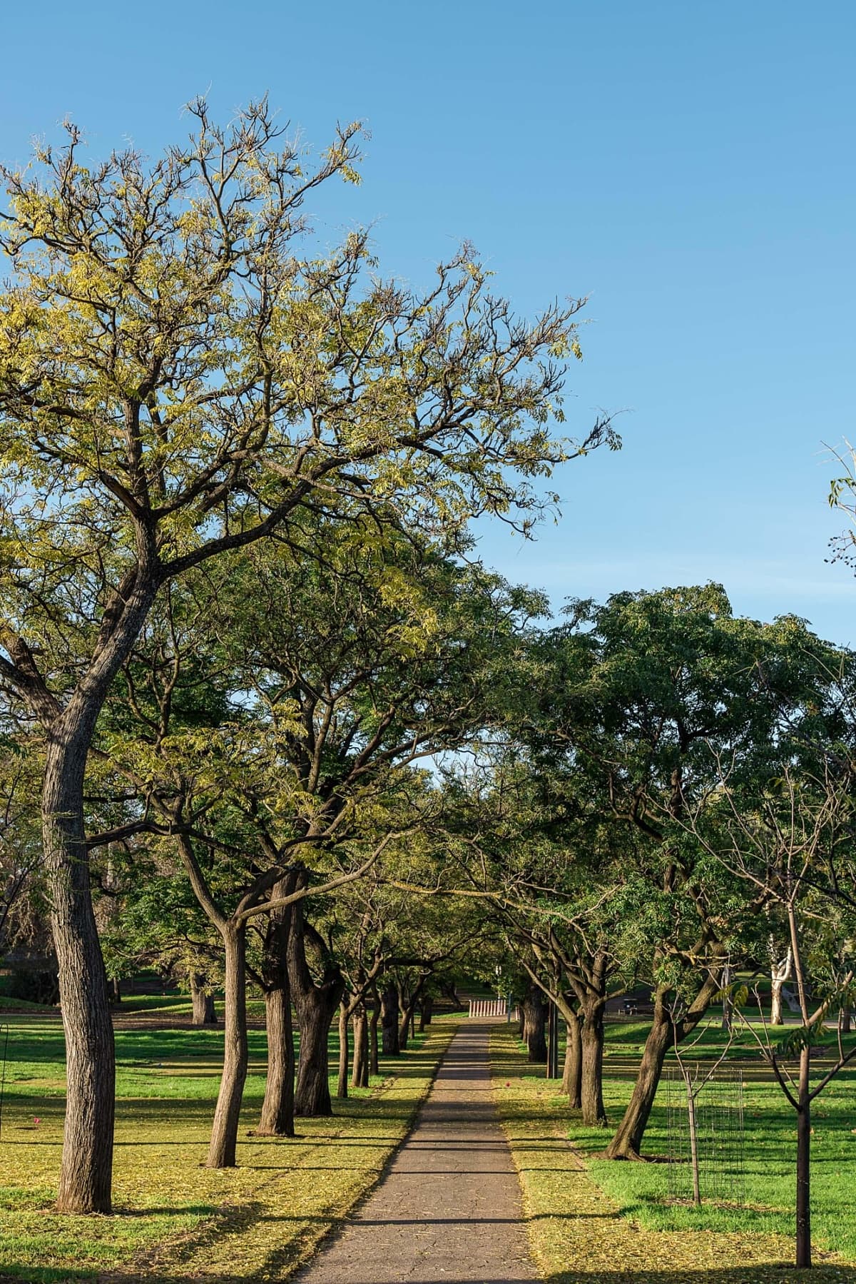 Rundle Park (Park 13)