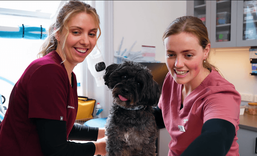 Adelaide Veterinary Walk In Clinic
